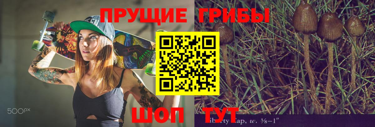 Псилоцибиновые грибы Cubensis Сальск